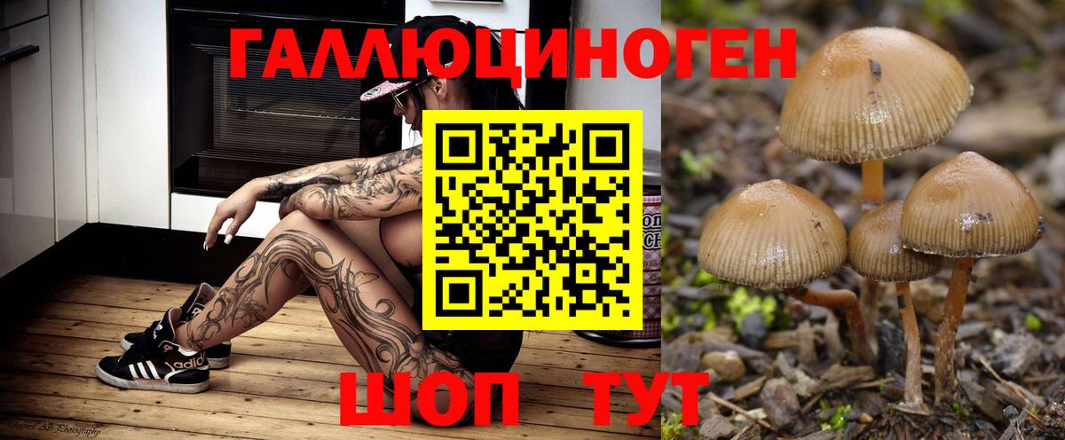 Красногорск  Псилоцибиновые грибы Psilocybine cubensis  Вход с VPN 